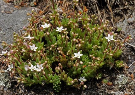 sedum hirsutum 1